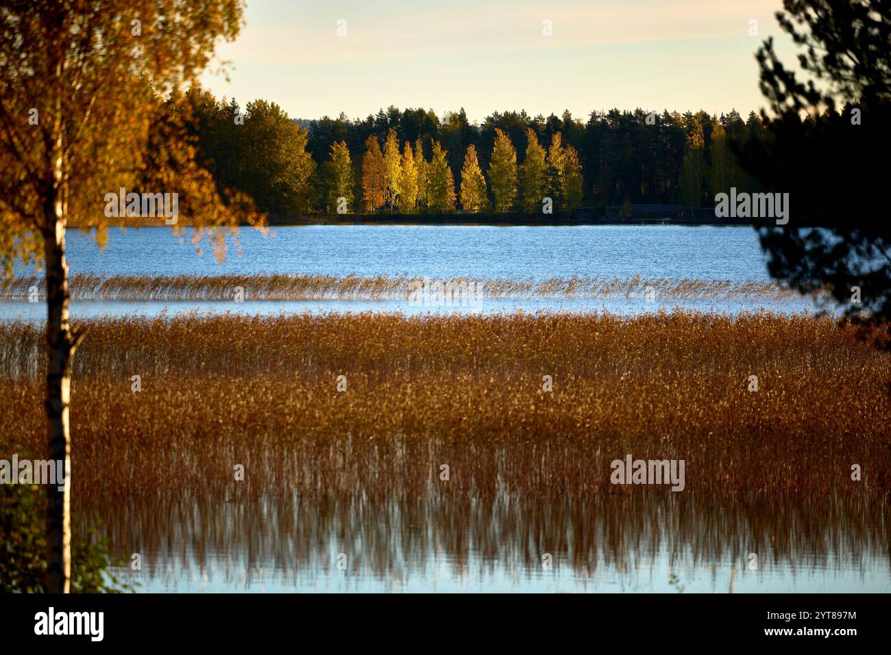 Europe, Finlande, automne, coloration du feuillage Banque D'Images