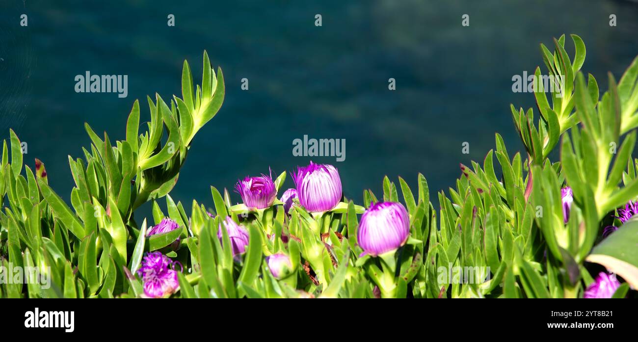 Fleurs roses Carpobrotus Acinaciformis fleurs, avec fond bleu doux, Italie mer Méditerranée Banque D'Images