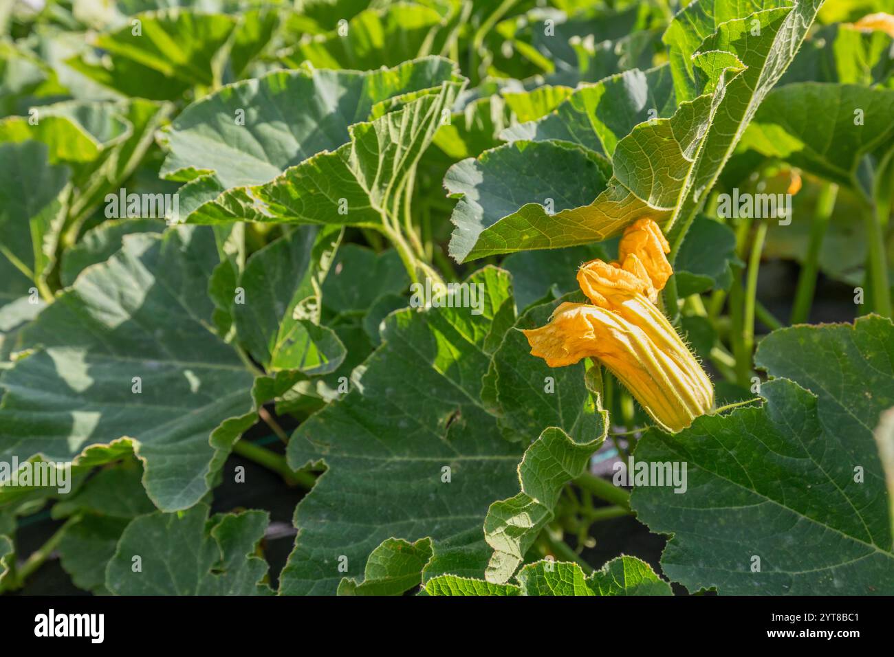 feuilles de citrouille et fleurs dans un potager maison Banque D'Images
