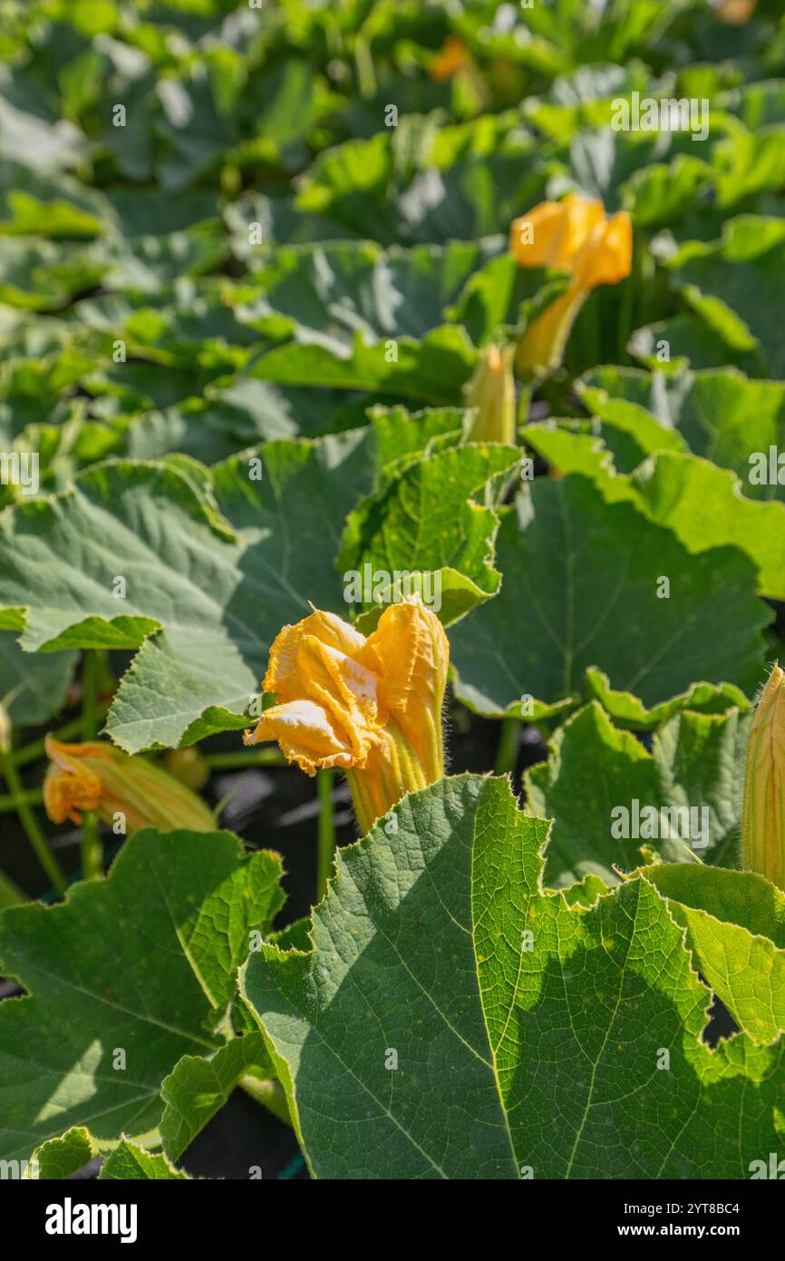 feuilles de citrouille et fleurs dans un potager maison Banque D'Images