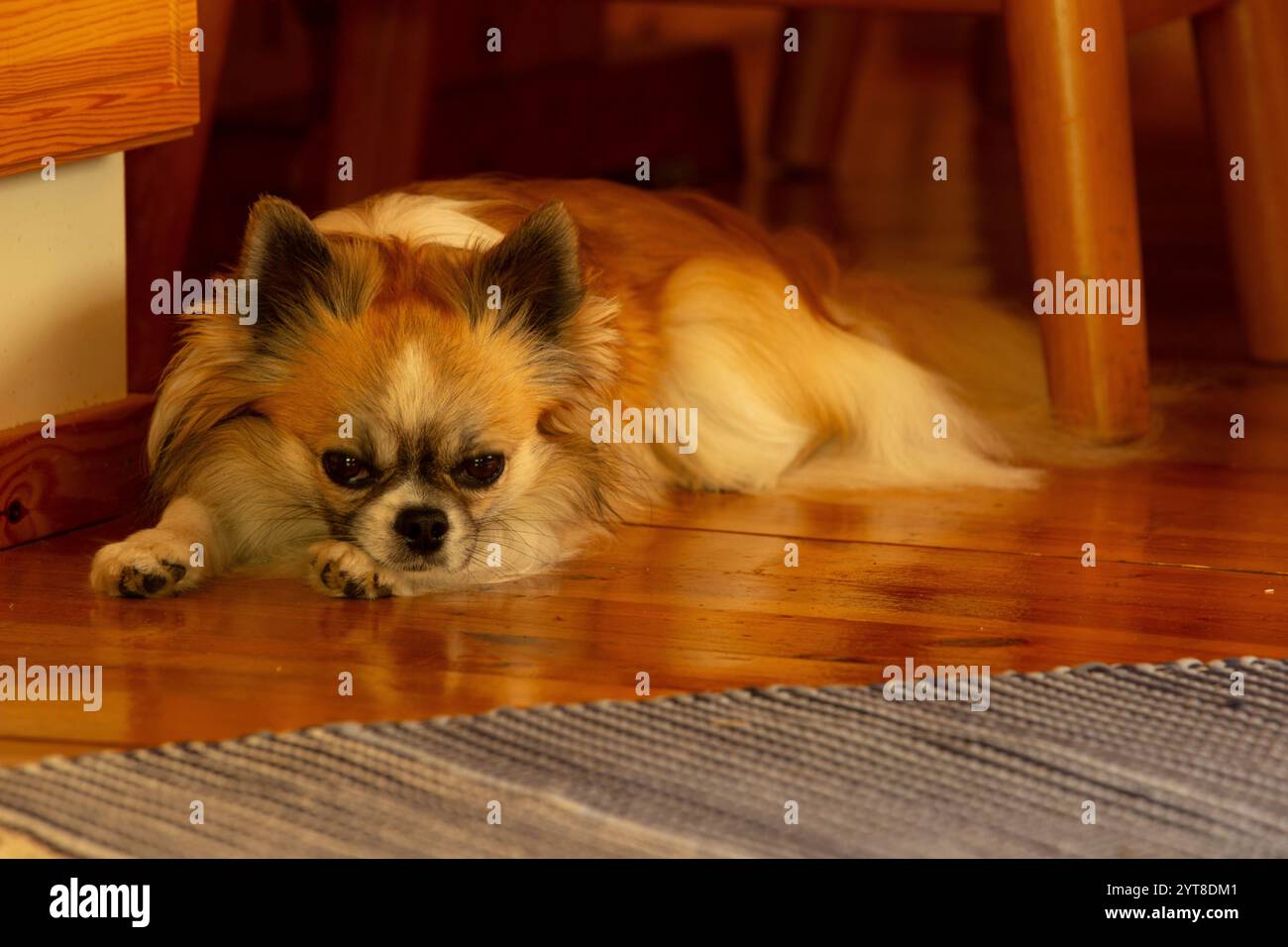 Chihuahua chien (poil long) se repose sur le sol Banque D'Images
