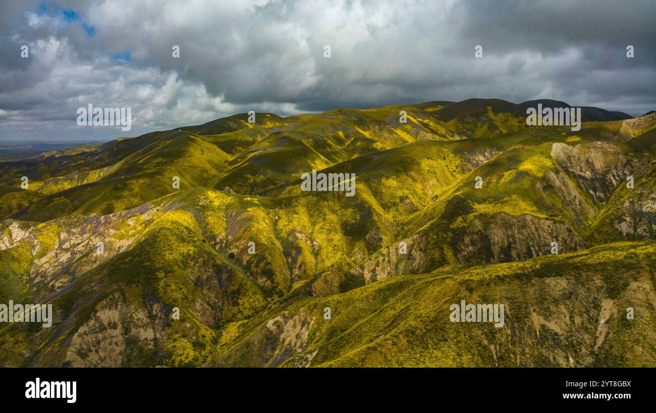 Avril 2023, CARRIZO PLAIN NATIONAL MONUMENT, États-Unis - marguerites jaunes et lupin pendant Superbloom de 2023 dans Carrizo Plain National Monument, Californie Banque D'Images