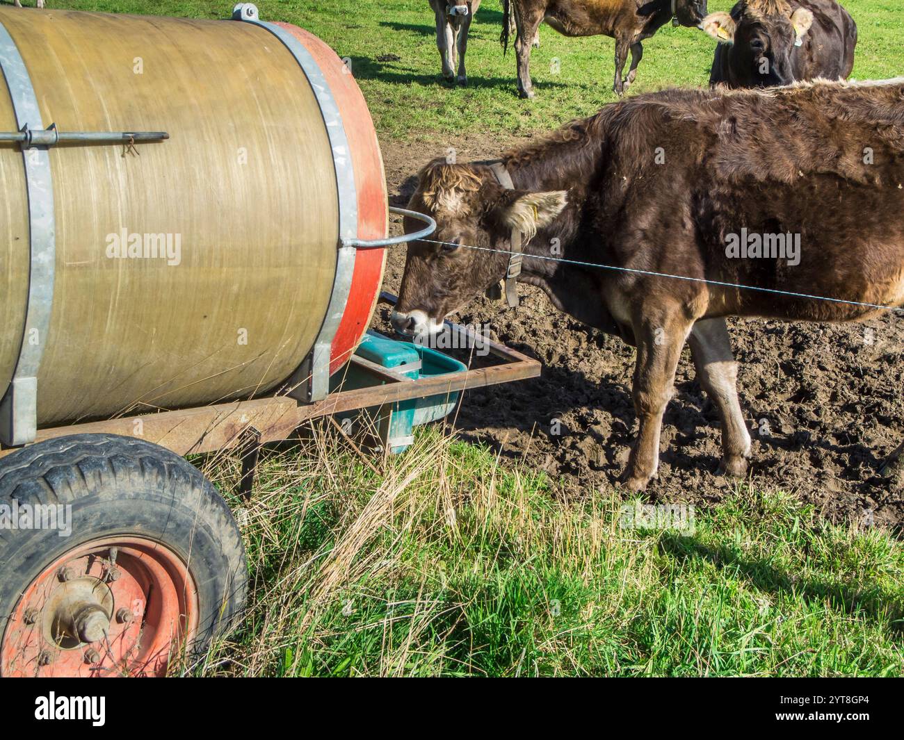 Vue à mi-longueur d'un petit groupe de vaches laitières brunes à l'extérieur par le réservoir d'eau. Banque D'Images