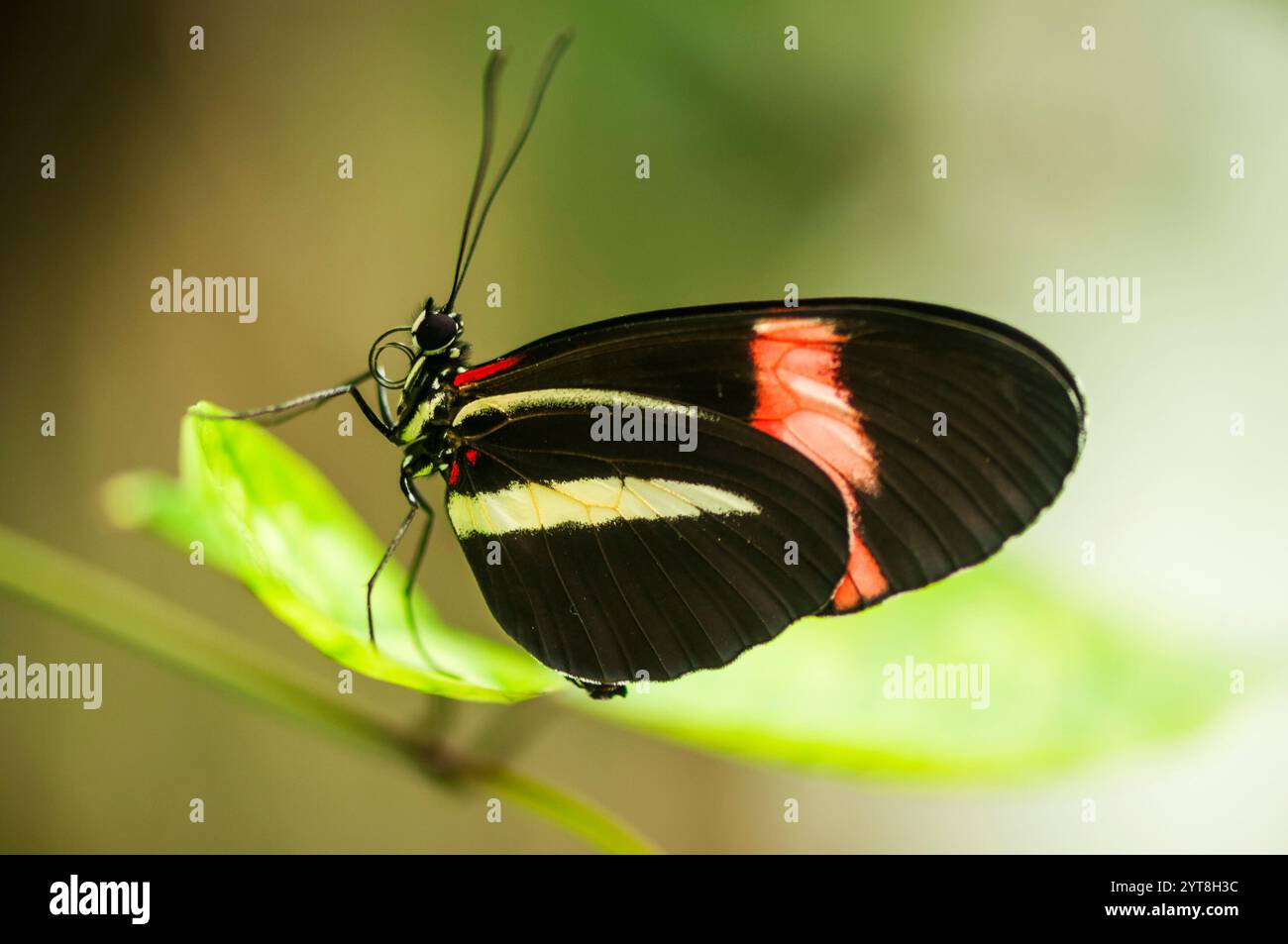 Vue de côté macro du corps entier d'un facteur rouge papillon (lat : Heliconius erate) assis sur une feuille devant un fond naturel vert flou. Banque D'Images