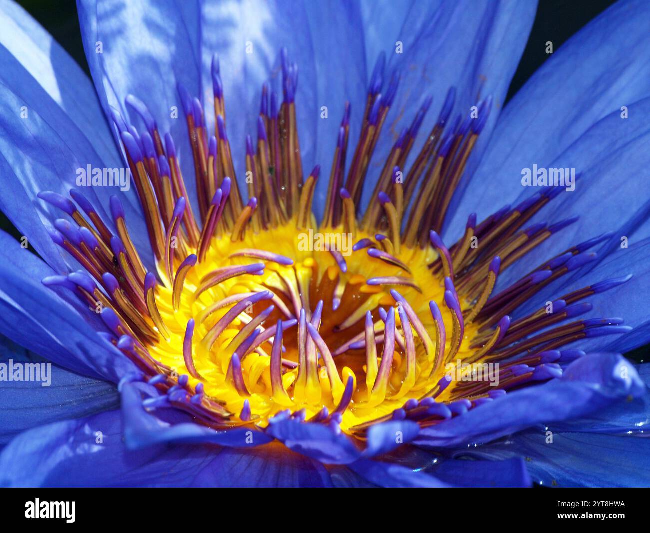 Fleur de nénuphar bleu 'Director George T. Moore', plan macro Banque D'Images