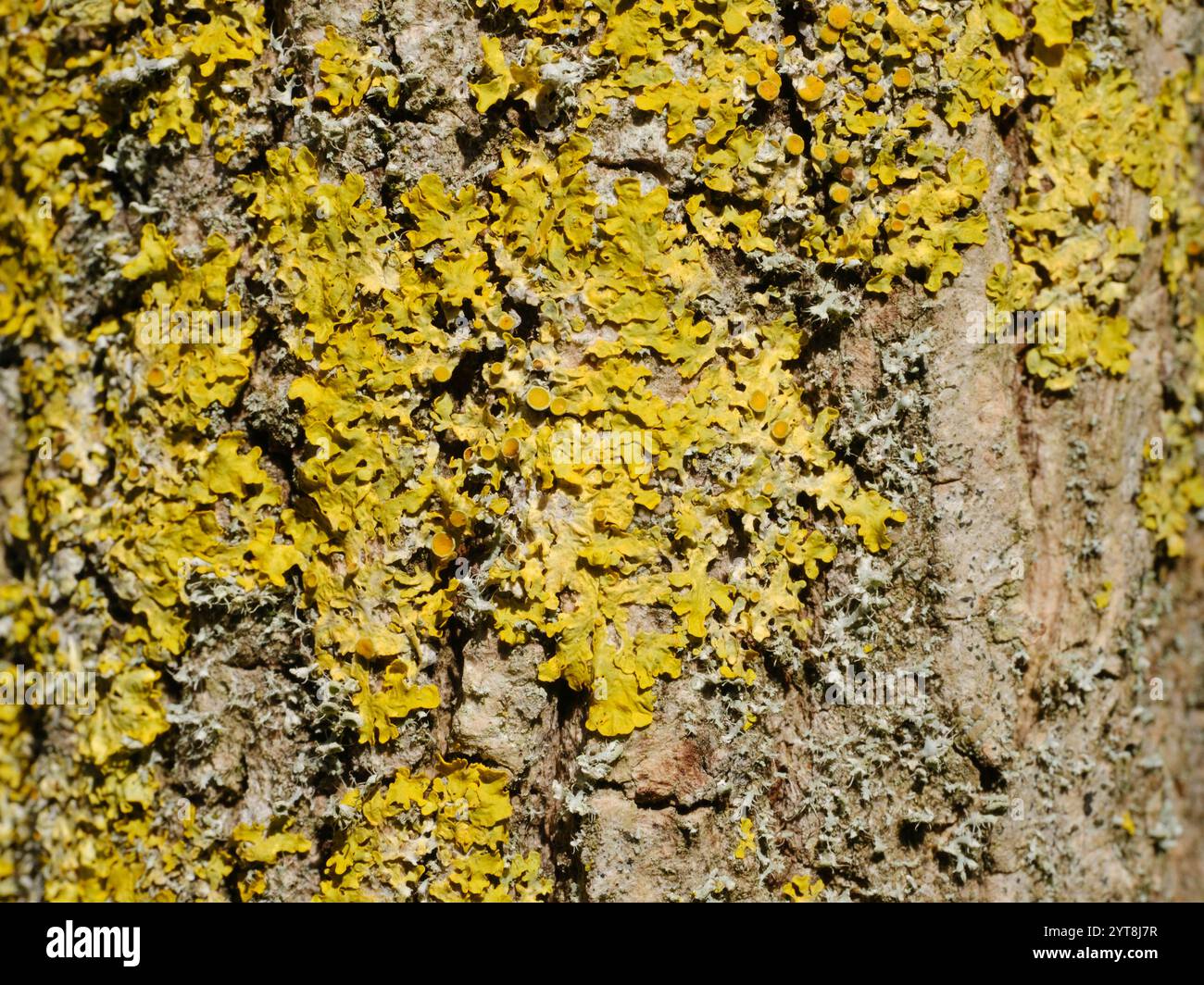 Lichen sur un tronc d'arbre Banque D'Images