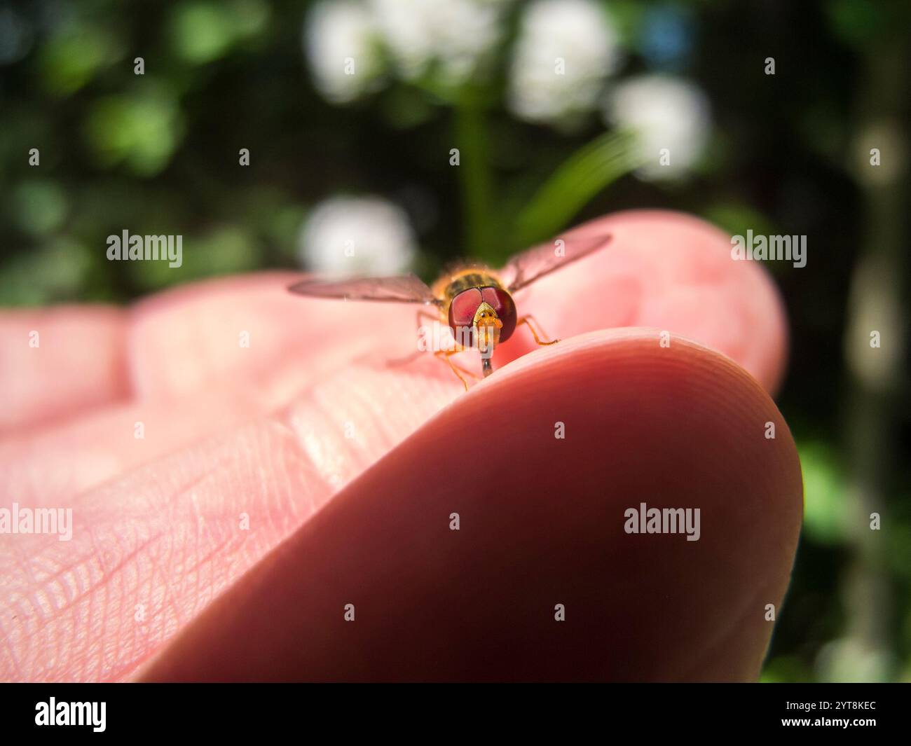 Vue frontale rapprochée d'une mouche aérienne (lat. Episyrphus balteatus) assise sur un doigt humain. Banque D'Images