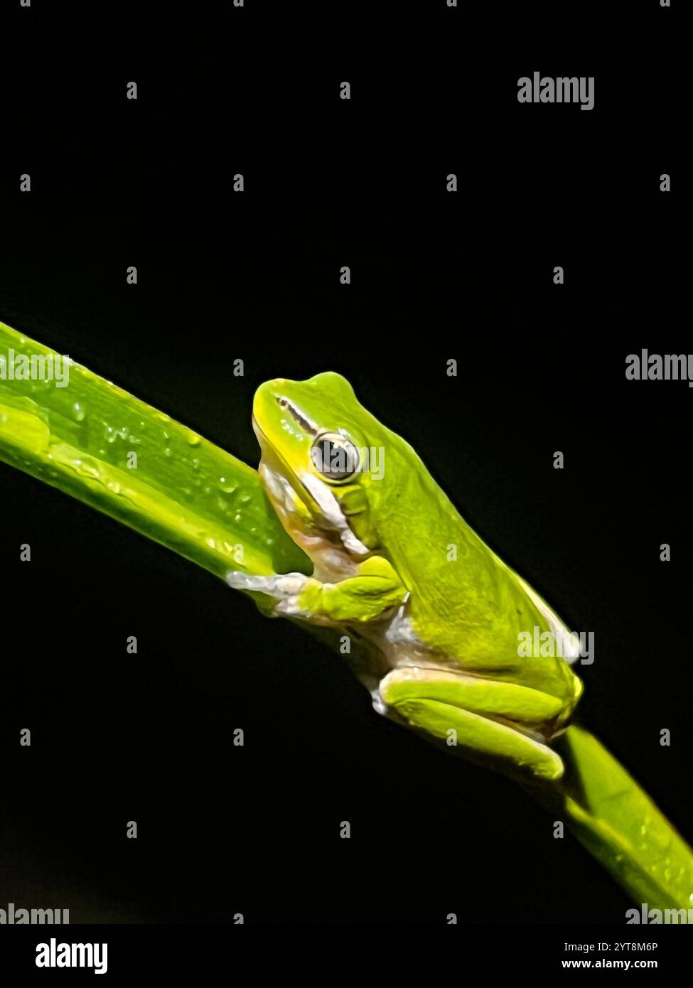 Rainette on leaf - Image de stock capturée avec un smartphone
