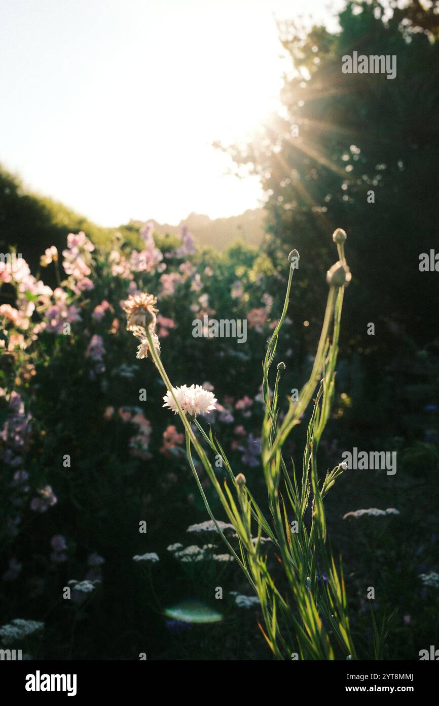 Murmures ensoleillées de beauté sauvage. ✨🌿 #GoldenHour #fleurs sauvages Banque D'Images