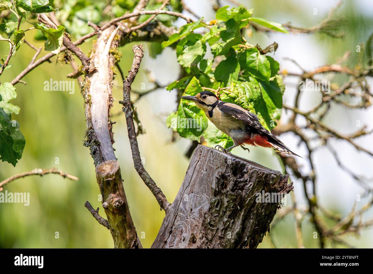 Grand pic tacheté (Dendrocopos major) assis sur un tronc d'arbre. Banque D'Images