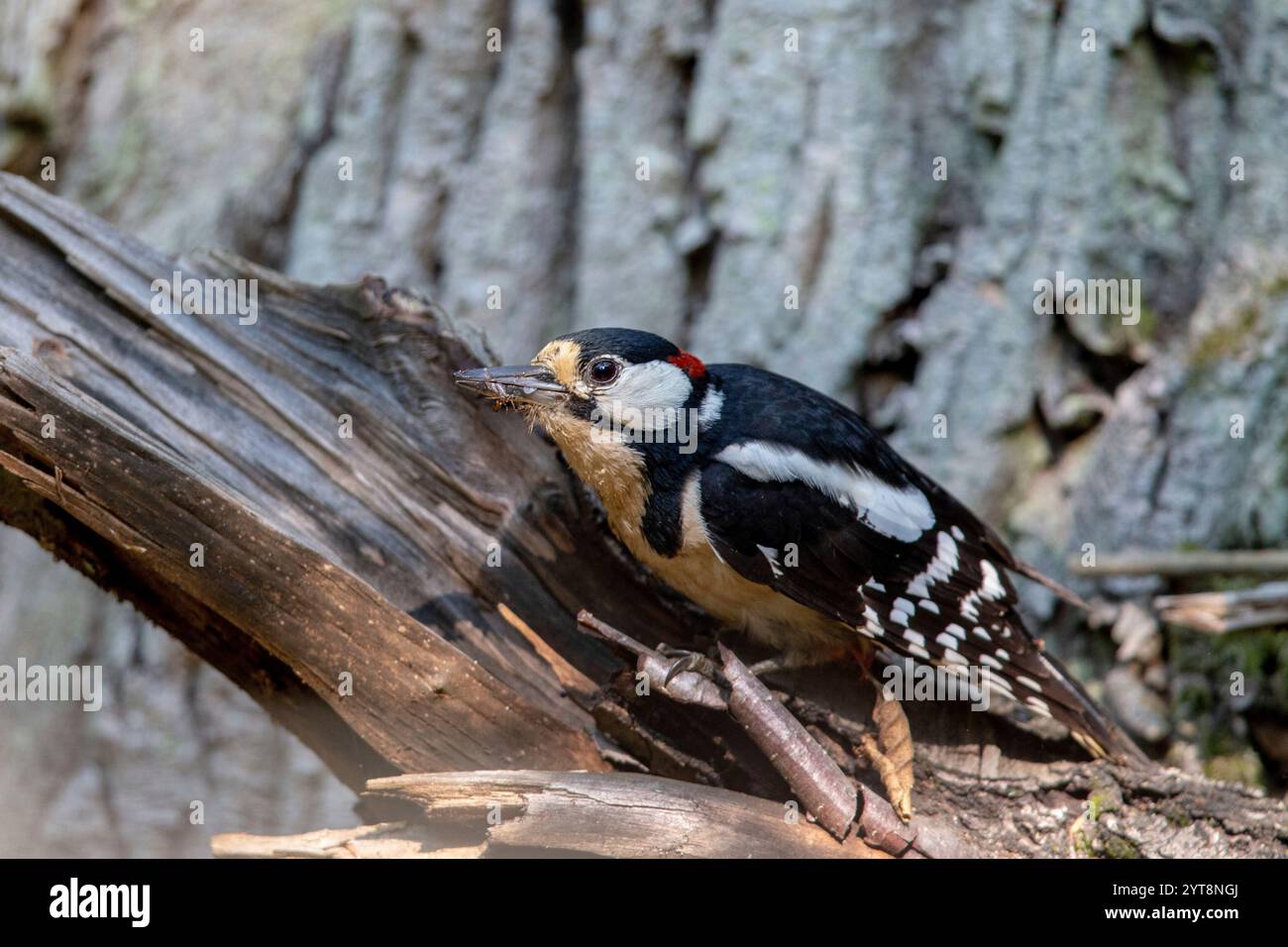 Grand pic tacheté (Dendrocopos major) dans la réserve naturelle de Mönchbruch Banque D'Images
