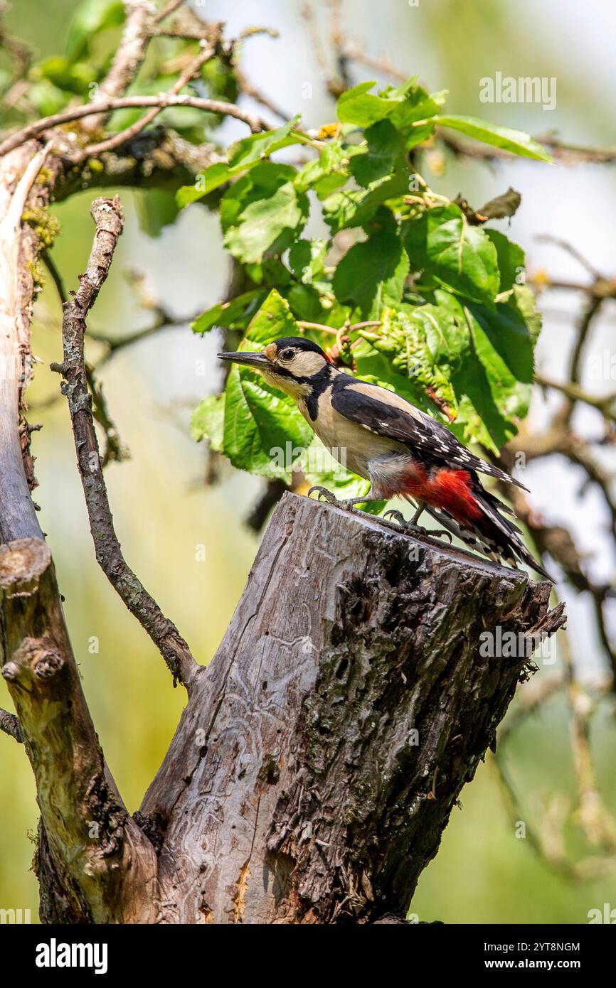 Grand pic tacheté (Dendrocopos major) assis sur un tronc d'arbre. Banque D'Images