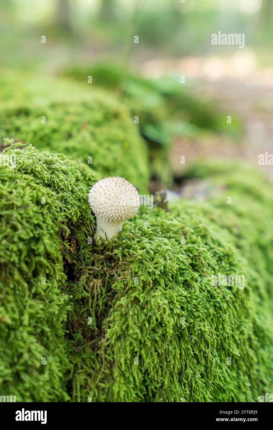 Prise de vue à angle bas montrant un champignon bouffball dans une ambiance de forêt moussue Banque D'Images