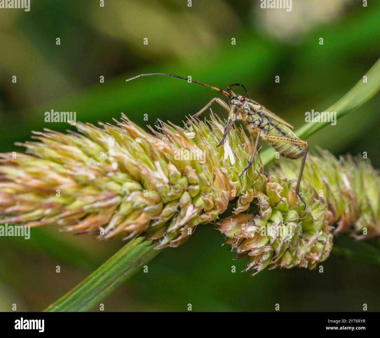 Insecte de plante de prairie femelle sur une oreille d'herbe verte dans le dos vert Banque D'Images