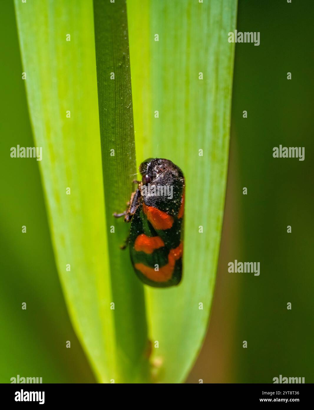 Froghopper noir et rouge reposant sur une stipe végétale dans une ambiance verte Banque D'Images