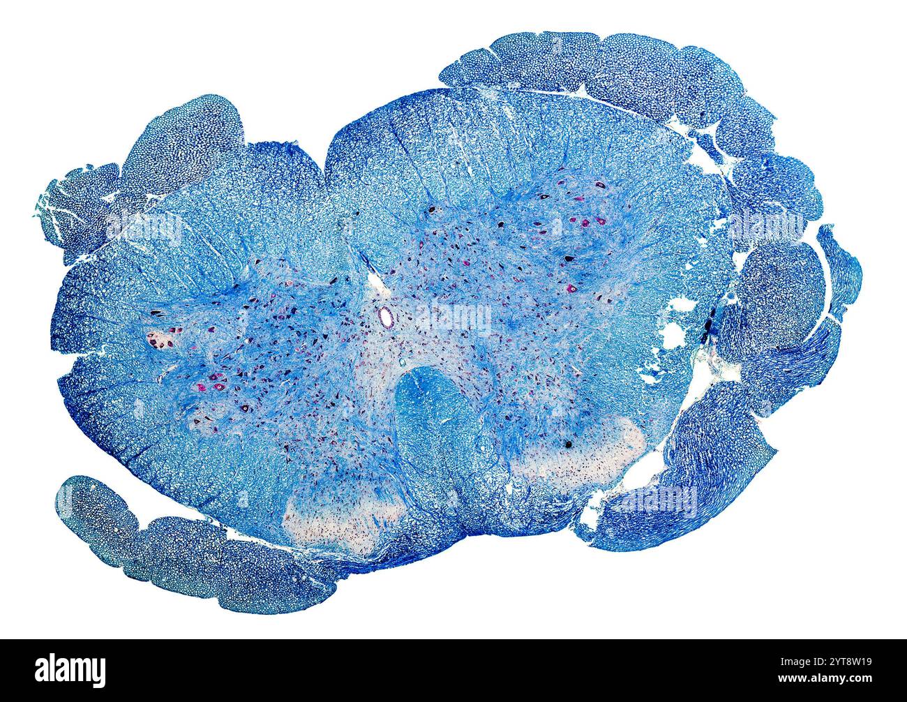 Section microscopique colorée en bleu d'une moelle épinière de rat Banque D'Images