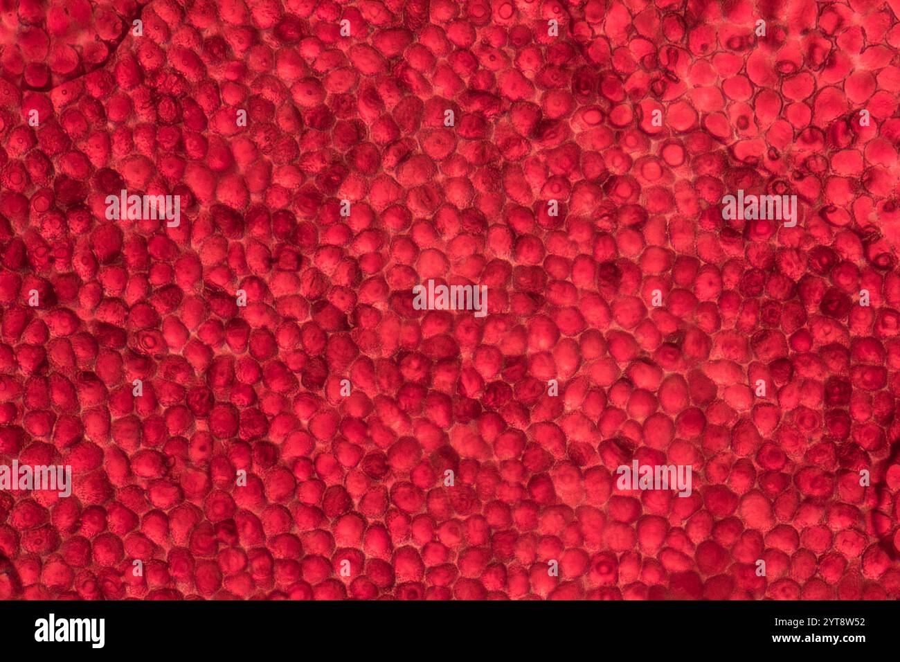 Détail microscopique montrant les cellules d'un pétale de poinsettia rouge Banque D'Images