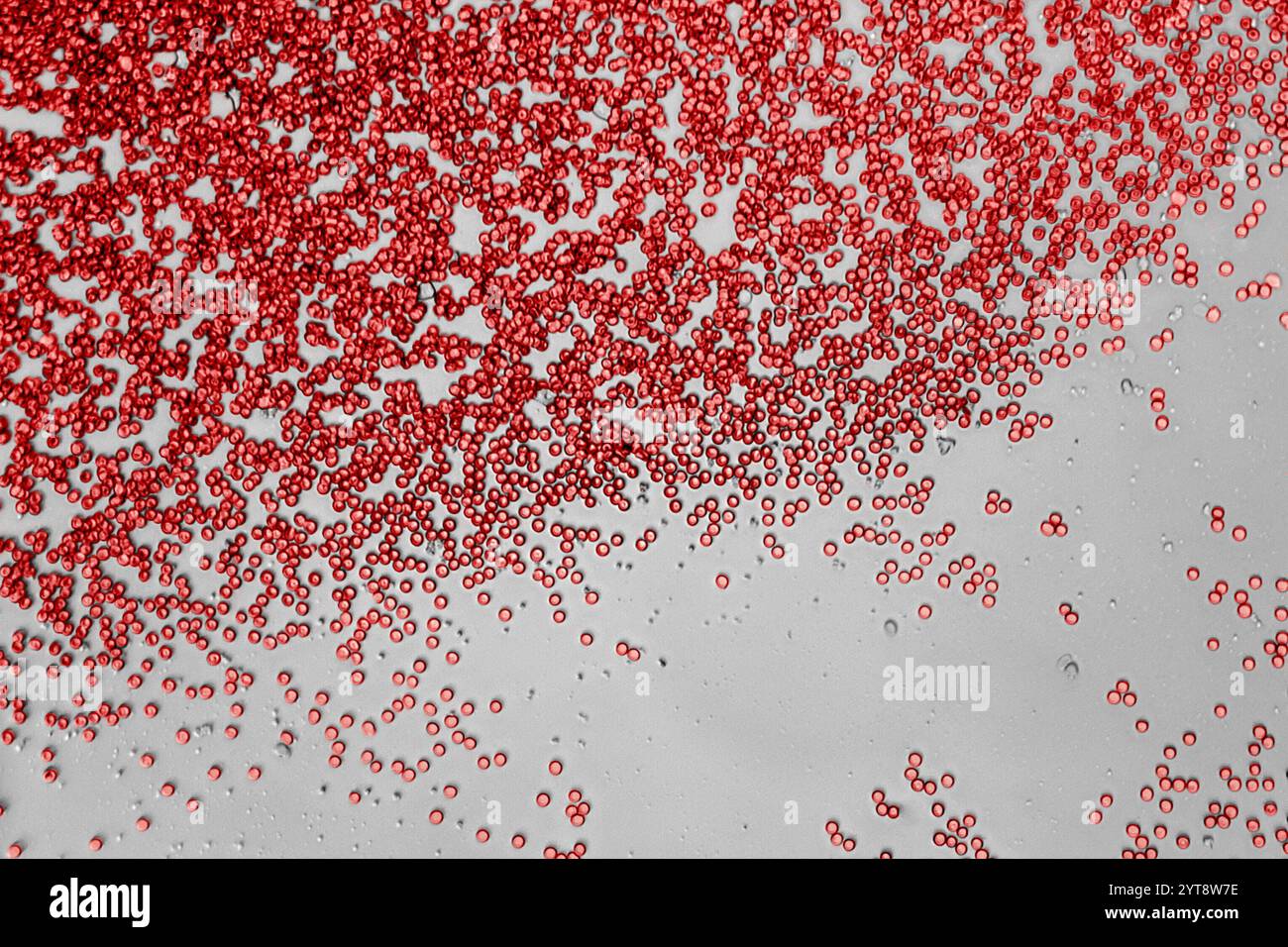 Détail microscopique montrant beaucoup de cellules sanguines dans le dos gris Banque D'Images
