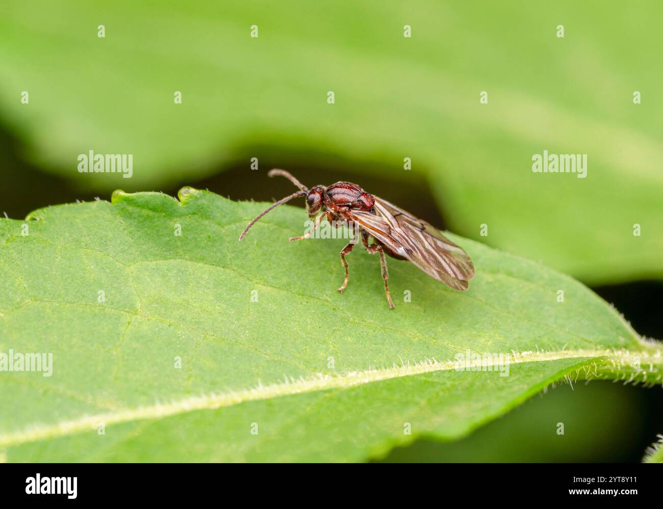 Photo macro d'une fourmi de bois ailée reposant sur une feuille verte Banque D'Images
