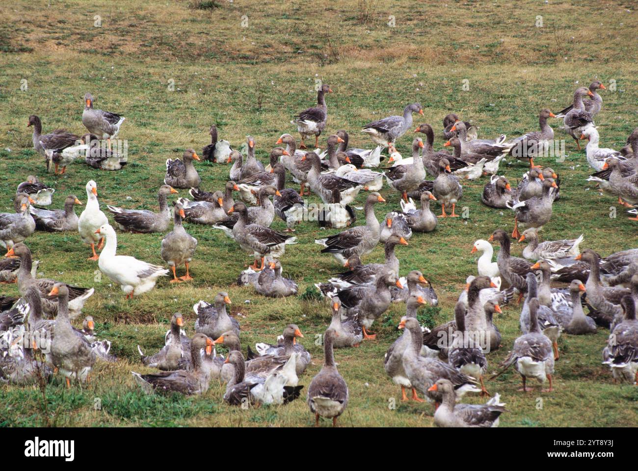 Élevage d'oies. L'agriculture en France. Production de foie gras en Vallée de la Dordogne, Aquitaine, France, Europe. Droits de douane ou taxes sur les importations Banque D'Images