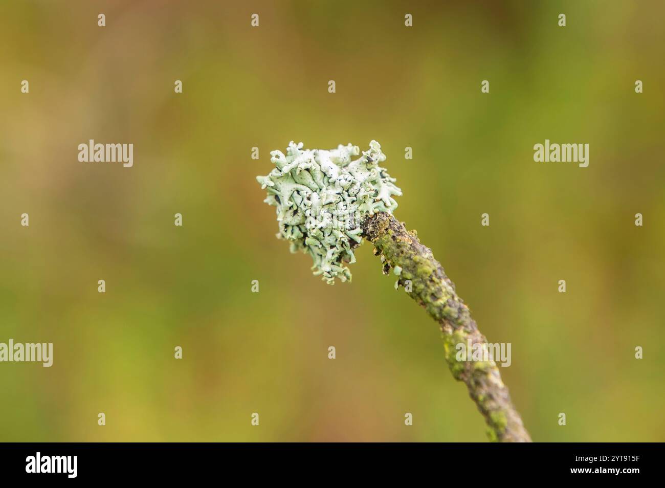 Lichens bleu-vert Banque D'Images