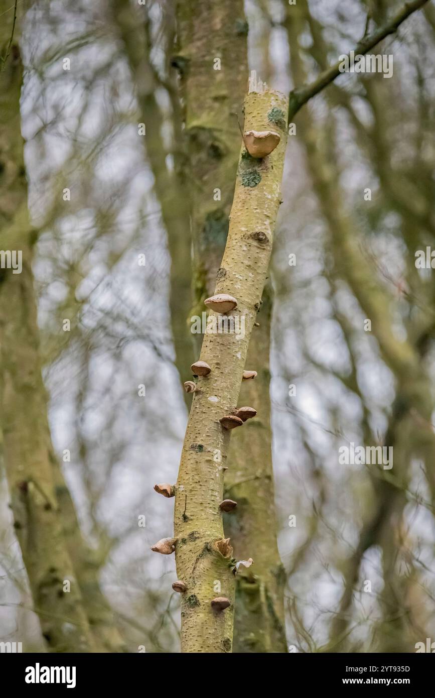 Spore de bouleau sur le tronc d'un arbre mort Banque D'Images