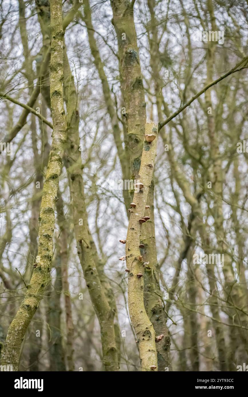 Spore de bouleau sur le tronc d'un arbre mort Banque D'Images