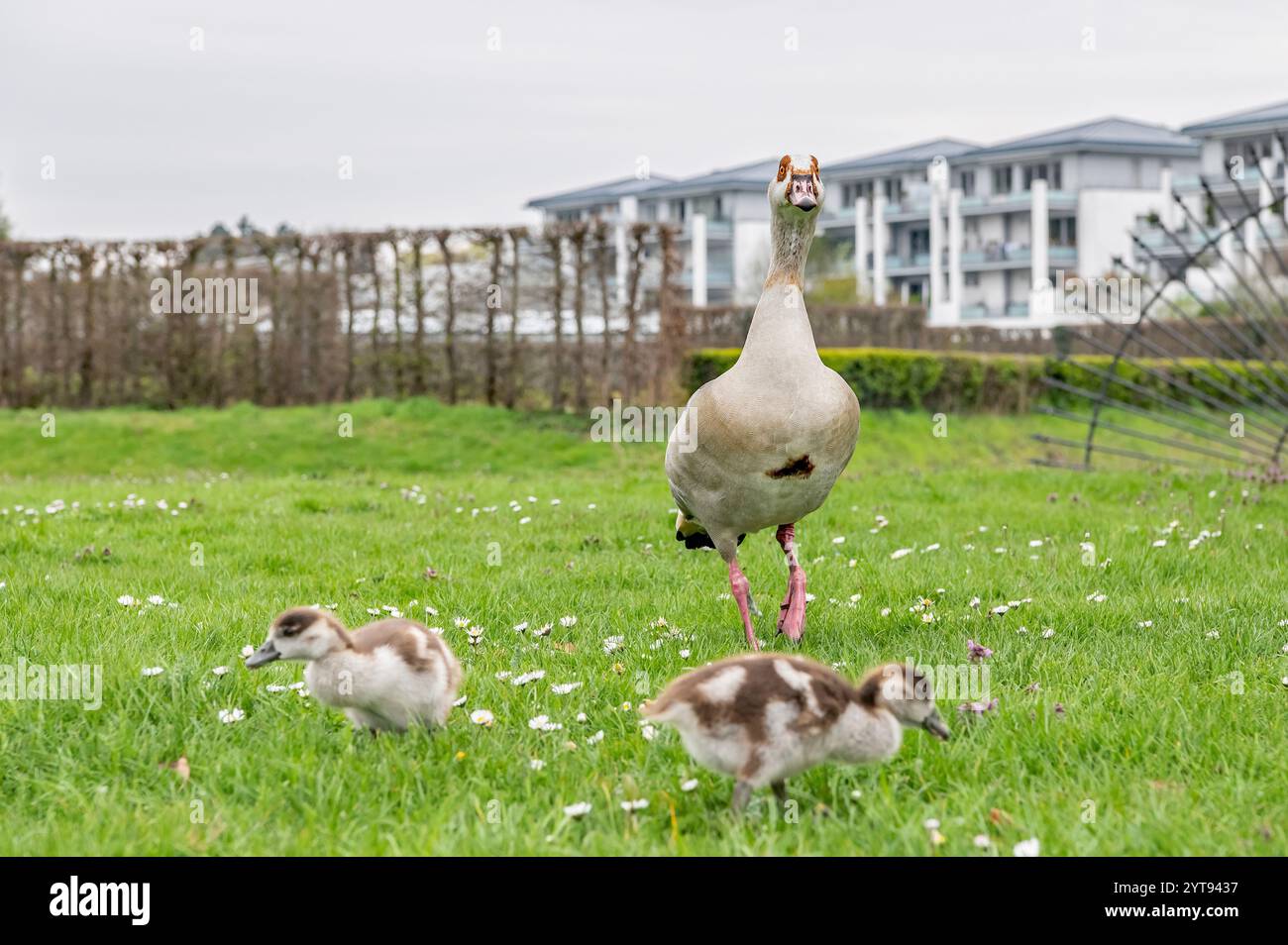 Oie égyptienne avec des poussins dans un pré Banque D'Images