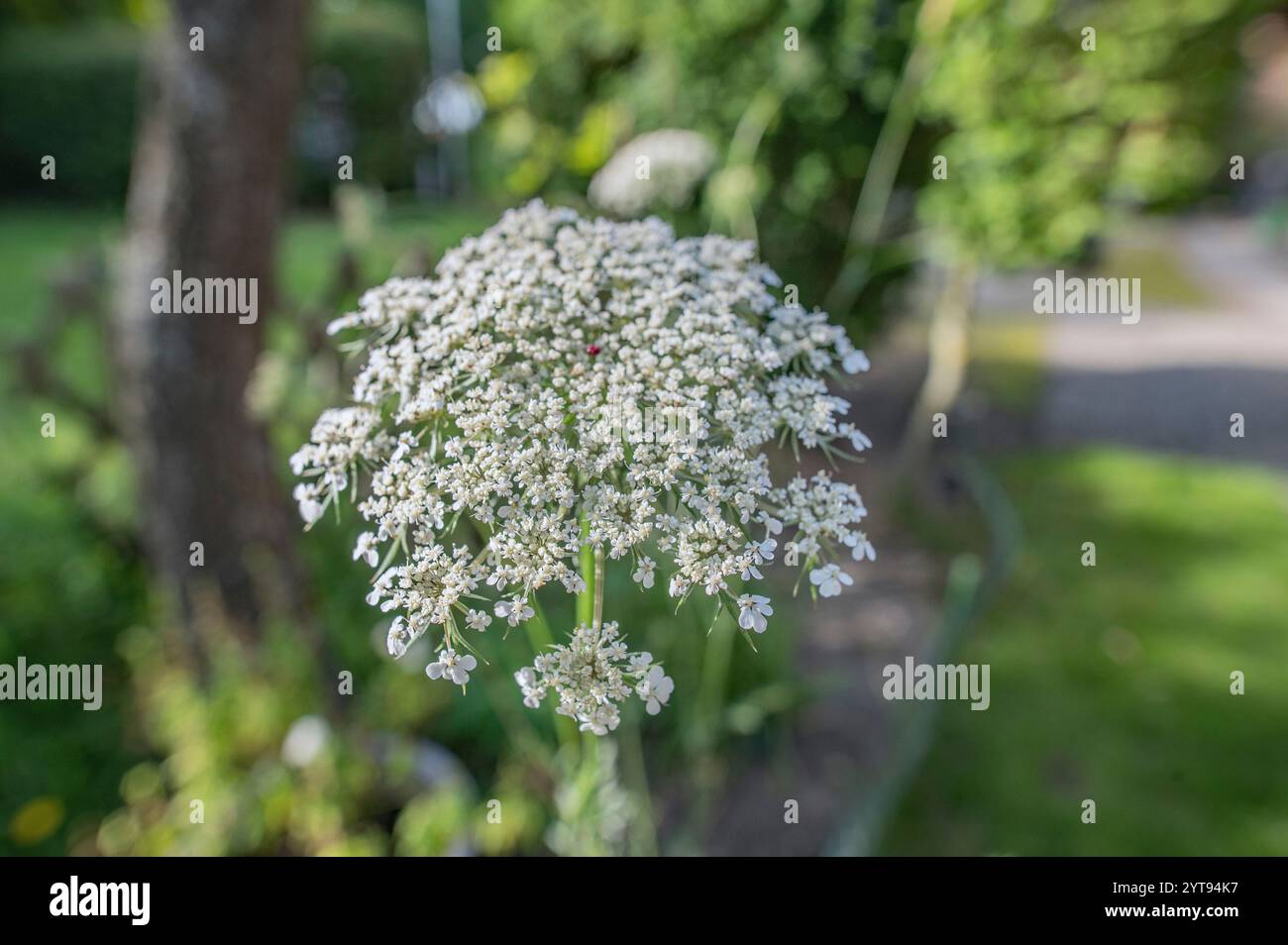 Carotte sauvage en fleur Banque D'Images