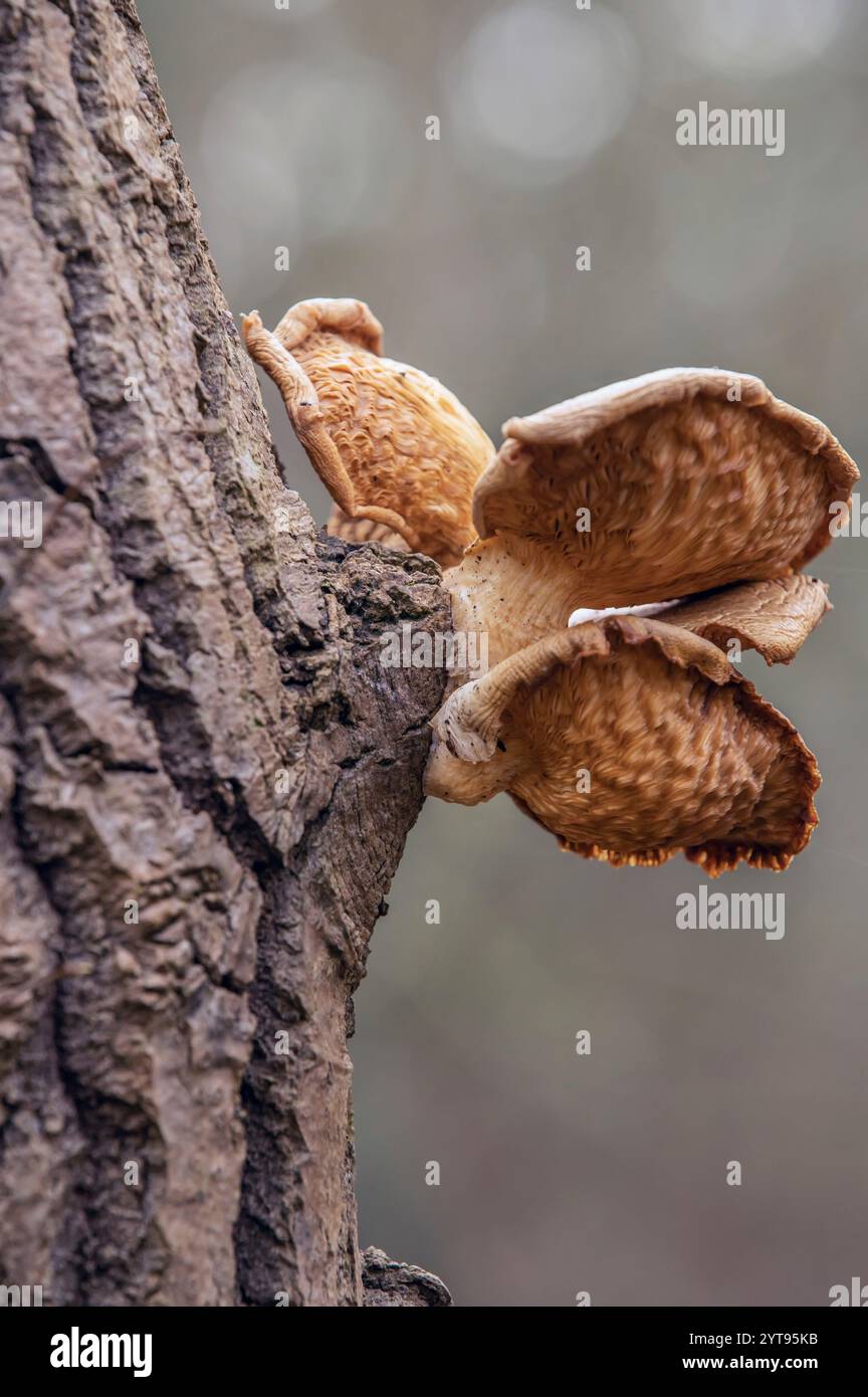 Champignon Porling sur un arbre Banque D'Images