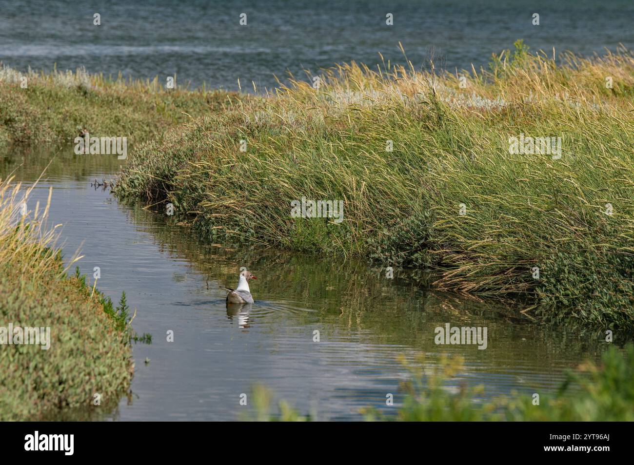 Mouette dans les cours d'eau et les marais salants de la mer des Wadden Banque D'Images