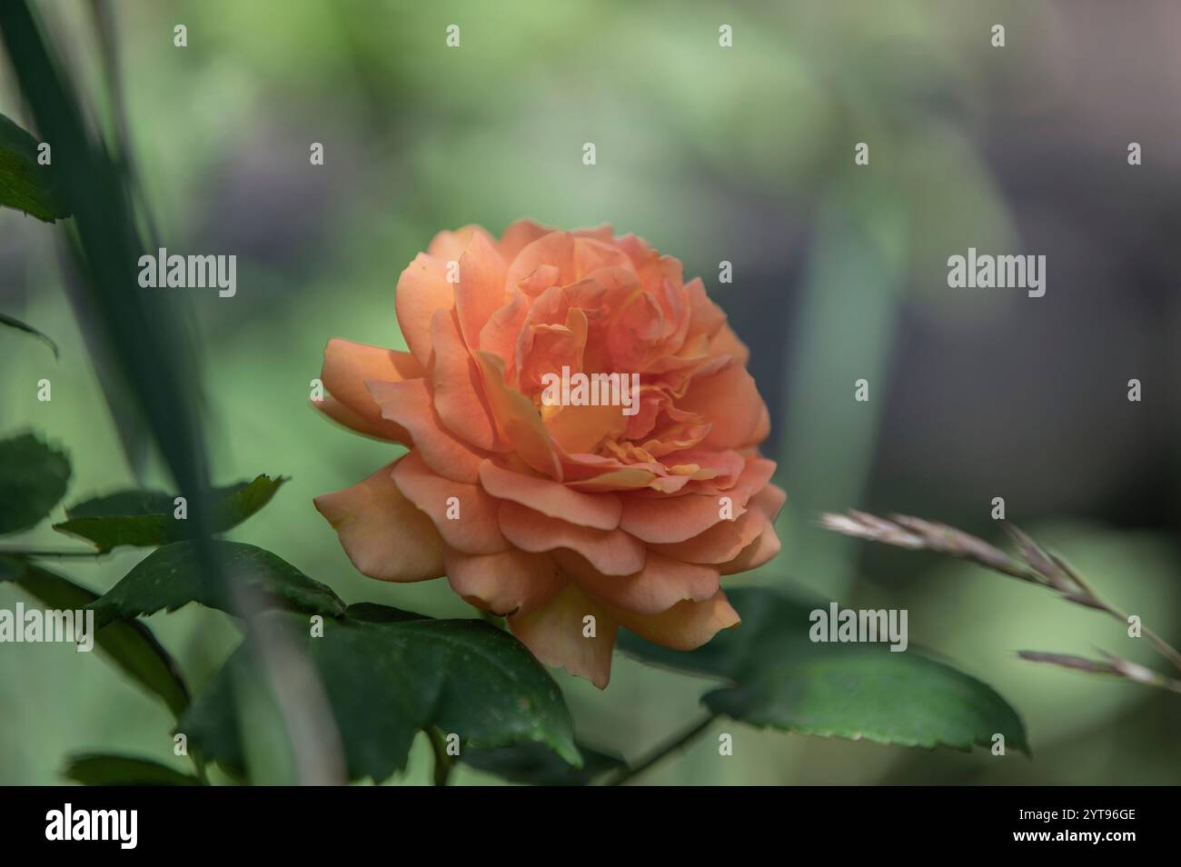 Rose du Bengale en fleurs Banque D'Images