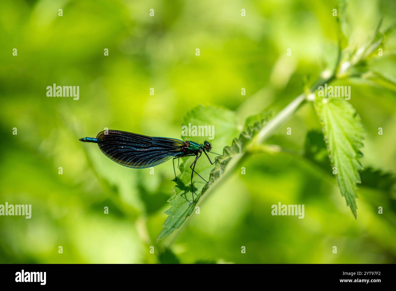 Damoiselle à ailes bleues Banque D'Images