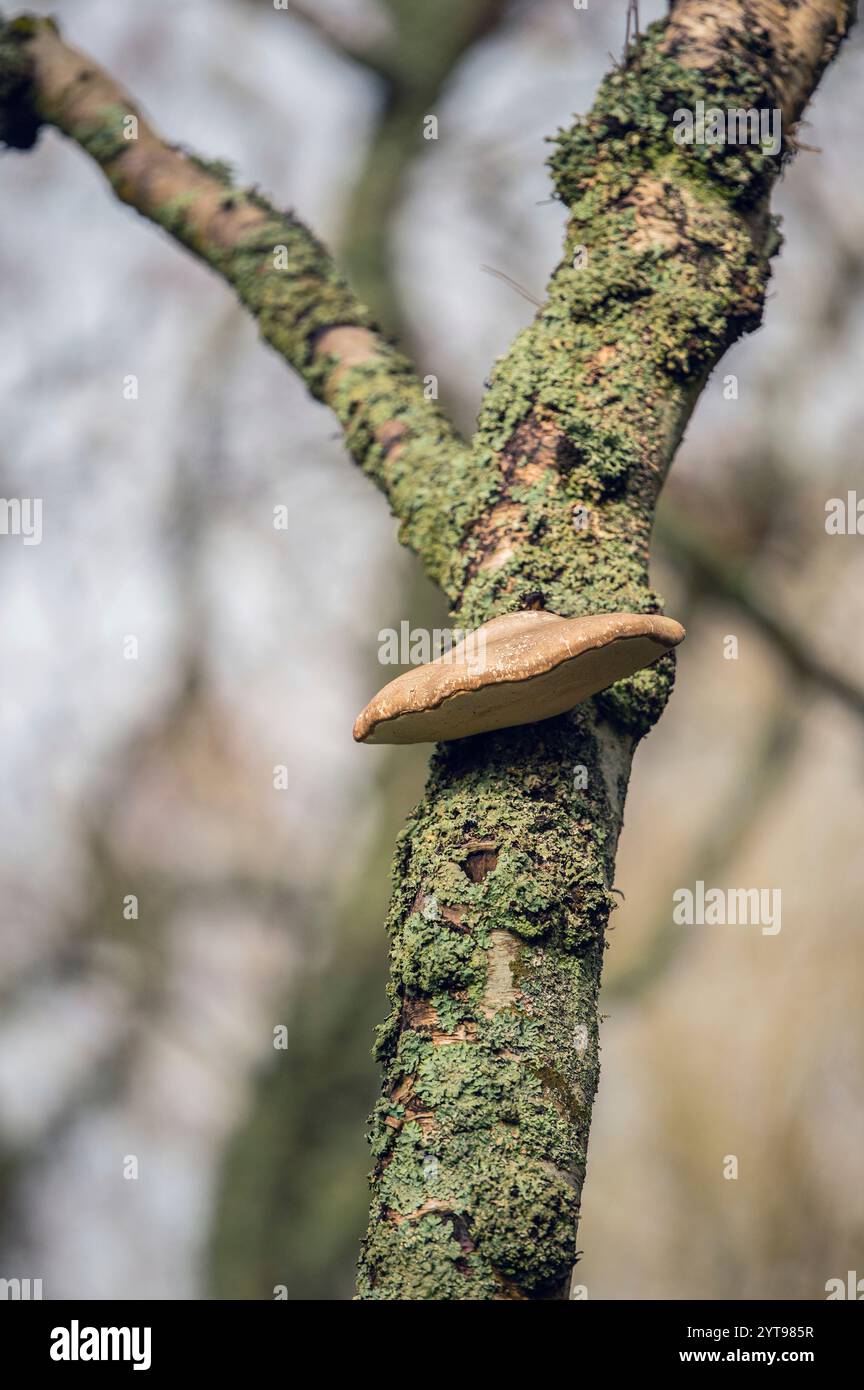 Spore de bouleau sur le tronc d'un arbre mort Banque D'Images