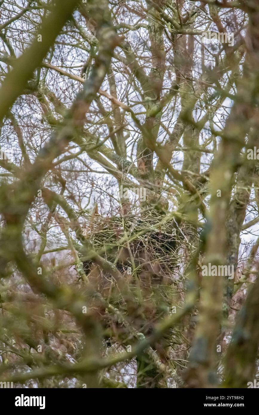 Oiseau de proie eyrie dans la forêt Banque D'Images