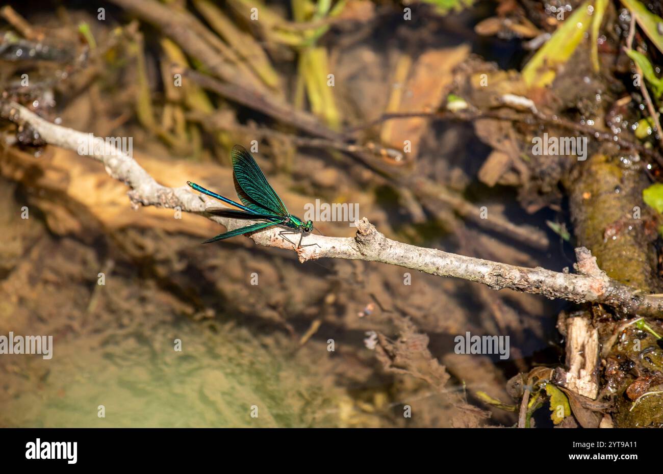 Damoiselle à ailes bleues Banque D'Images