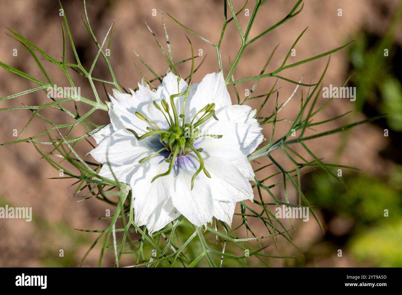 Fleur de cumin noir blanc sur fond brun flou Banque D'Images