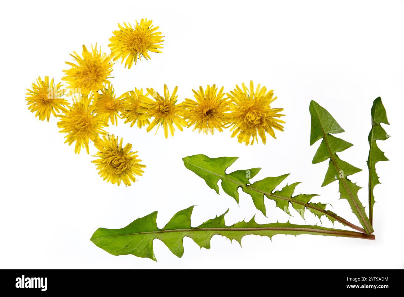 Flèche faite de fleurs de pissenlit Banque D'Images