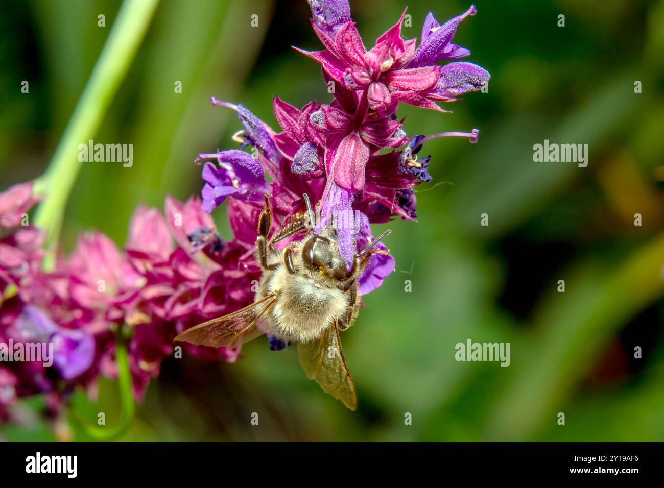 Abeille de miel collectant le pollen sur les fleurs de sauge violettes, gros plan Banque D'Images