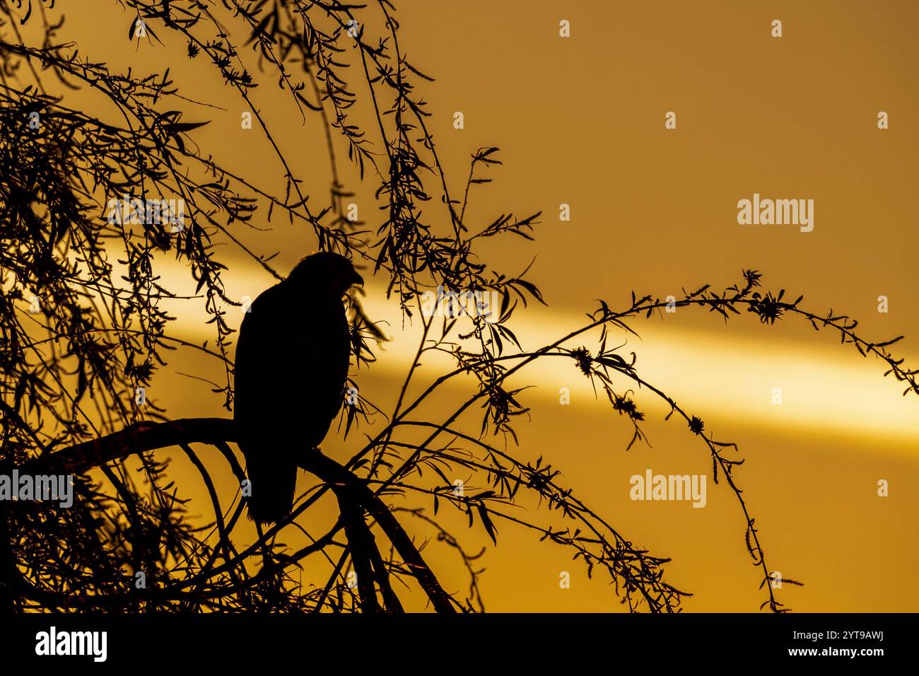 Silhouette d'une buzzard (Buteo buteo) contre le ciel doré du matin. Banque D'Images