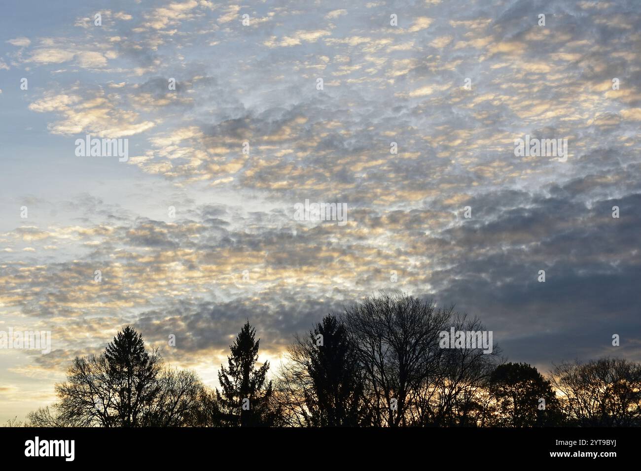 Altocumulus floccus nuages au crépuscule au-dessus de la forêt riveraine sur l'Isar, Moosburg, haute-Bavière Banque D'Images