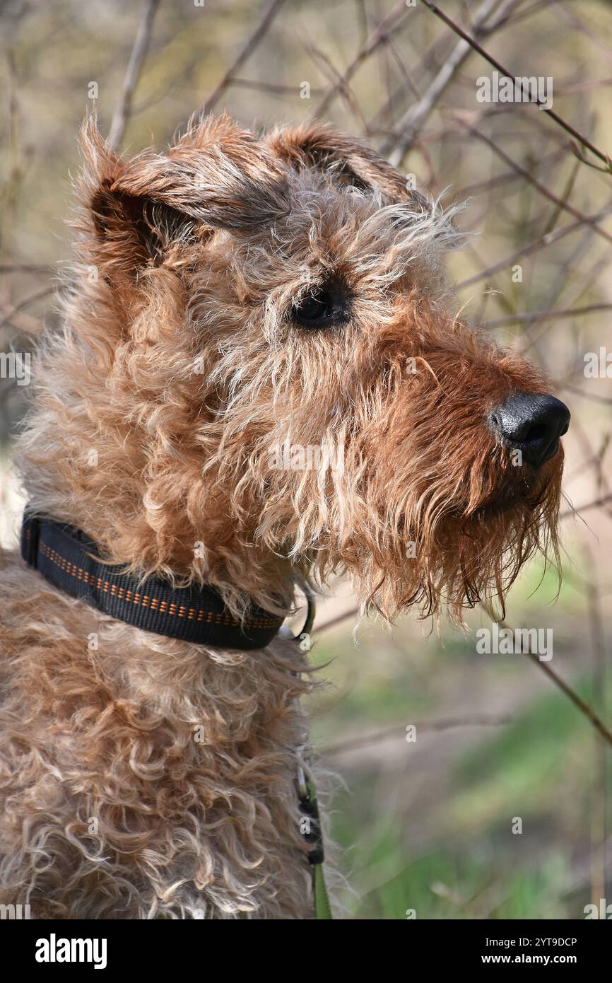 Terrier irlandais attentif Banque D'Images