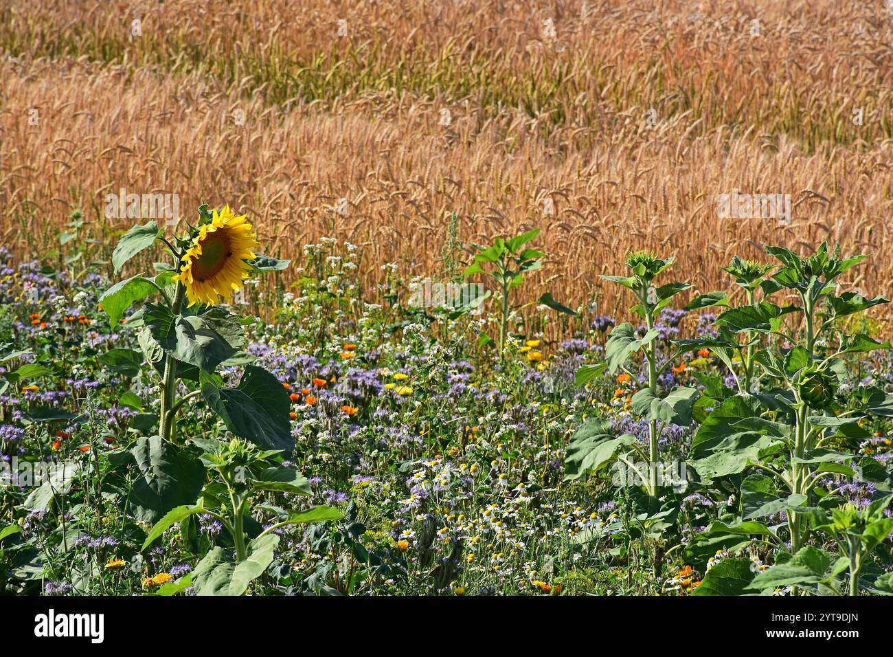 Tournesol dans une bande de fleurs à côté d'un champ de céréales Banque D'Images