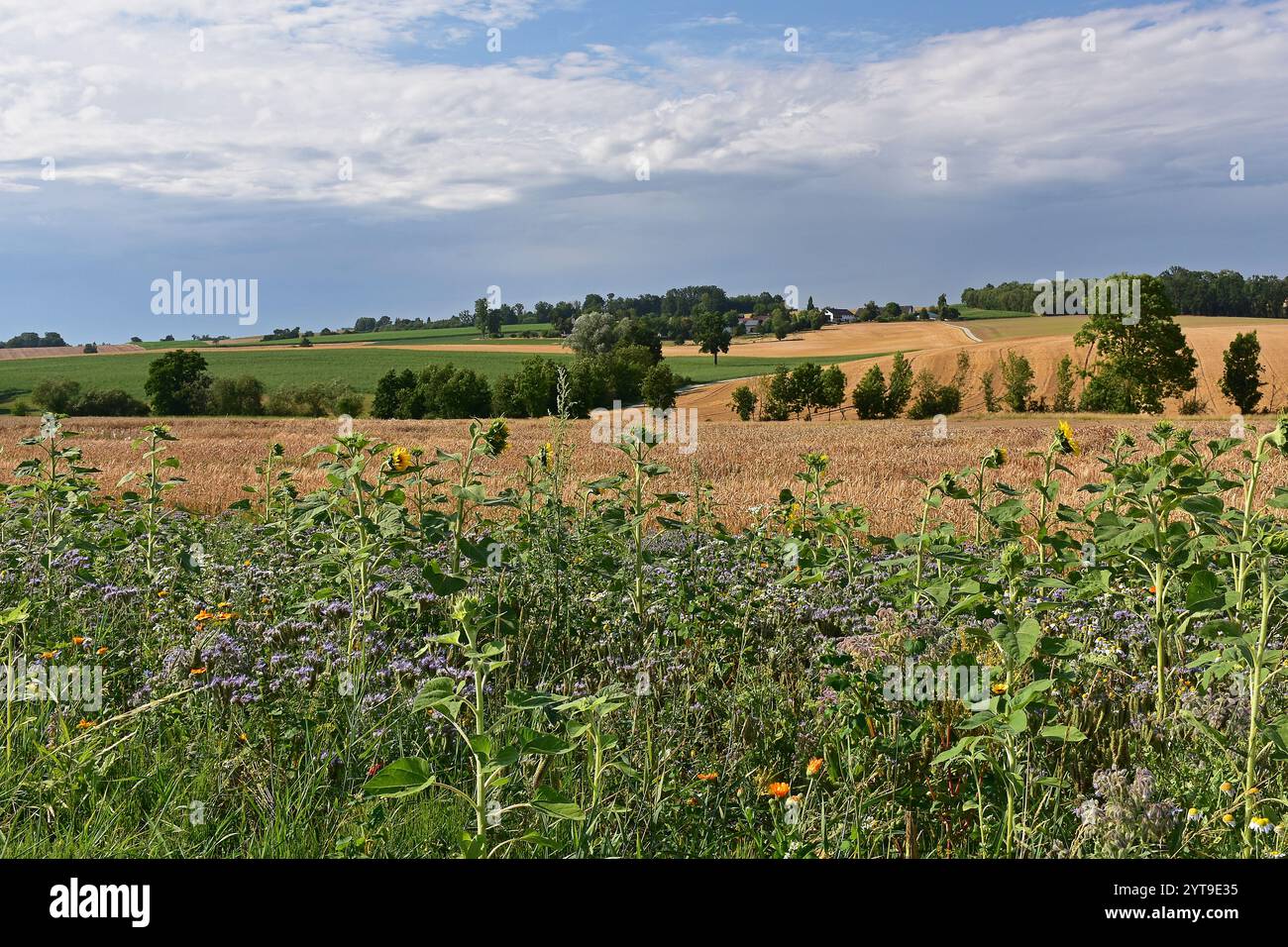 Bande fleurie sur un champ de céréales dans la région de Hallertau Banque D'Images