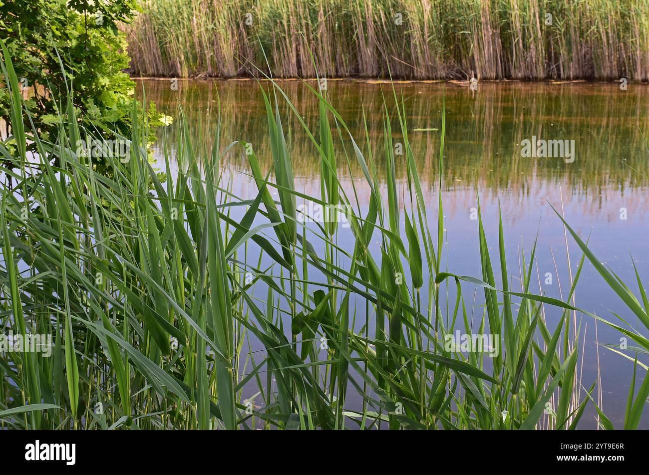 Jeunes pousses de roseau, Phragmites australis, sur la rive d'un étang Banque D'Images
