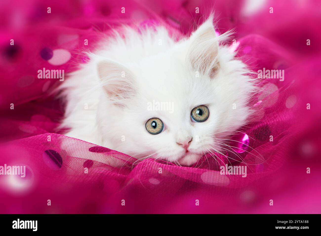 Chaton blanc Banque D'Images