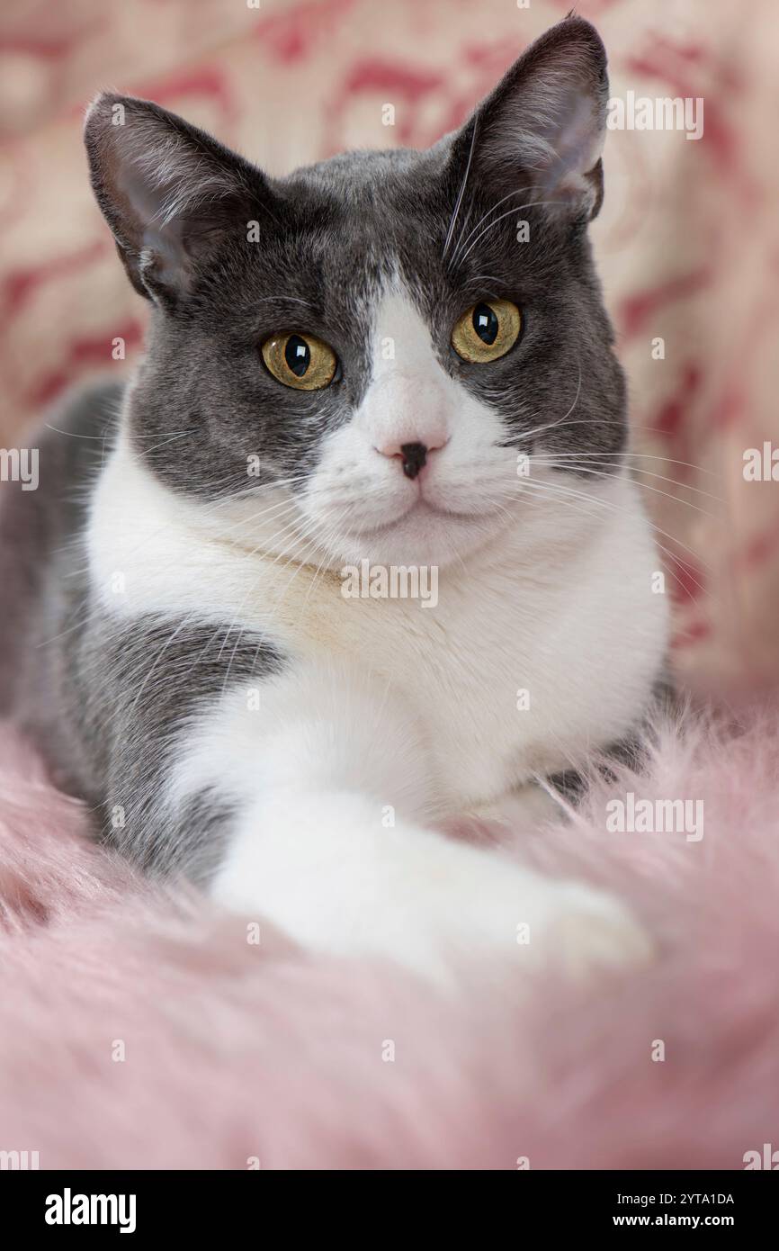 Cat sitting on a sofa Banque D'Images