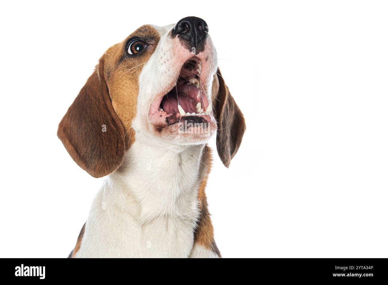 Beagle aboyant Banque D'Images