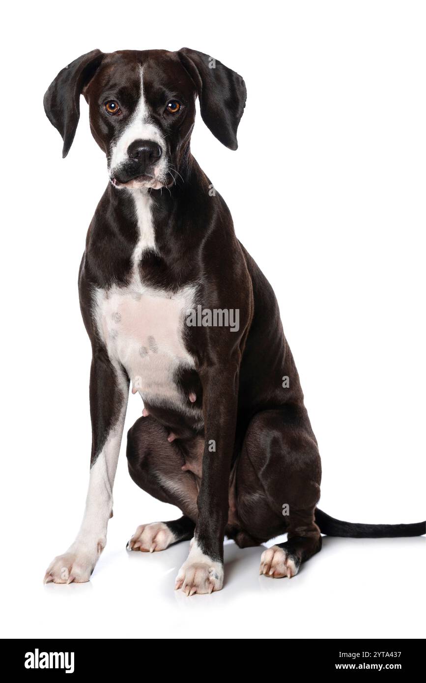 Chien bâtard de séance Banque D'Images