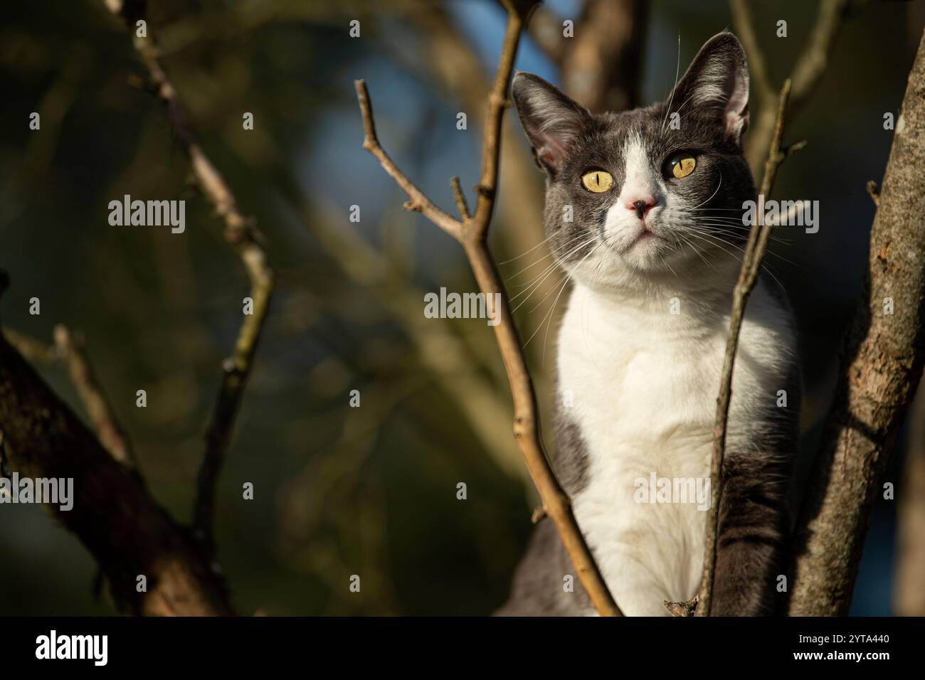 Chat sur un arbre Banque D'Images
